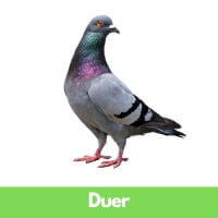 Duer