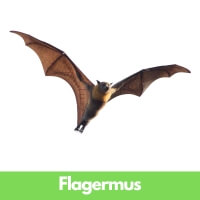 Flagermus