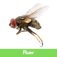 Fluer