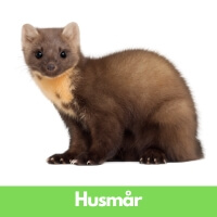 Husmår