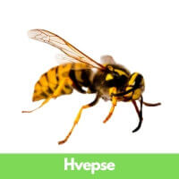 Hvepse