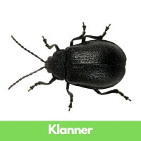 Klanner