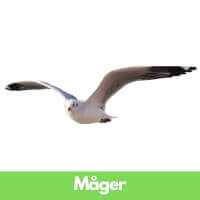 Måger