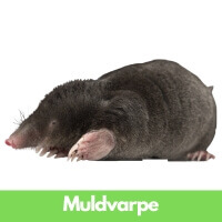 Muldvarp