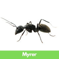 Myrer