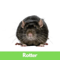 Rotte