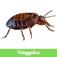 Væggelus